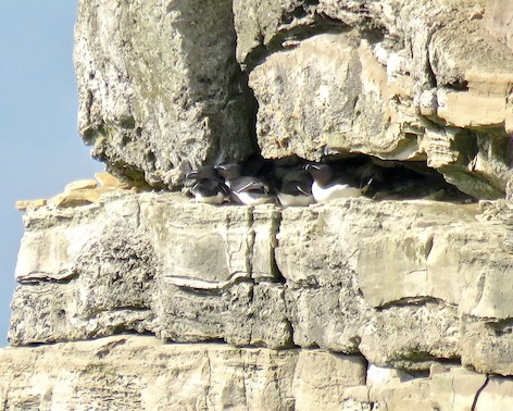 razorbill